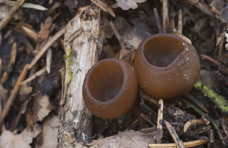 Dumontinia tuberosa